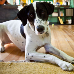 DogWatch Hidden Fence of Utah, Heber, Utah | Indoor Pet Boundaries Contact Us Image