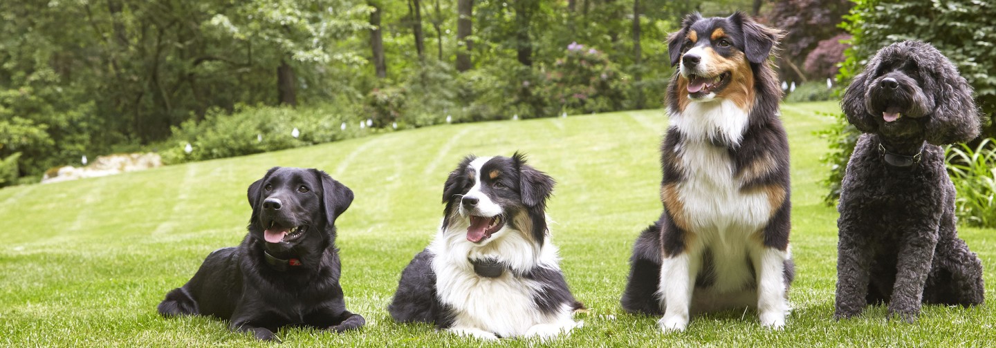 DogWatch Hidden Fence of Utah, Heber, Utah | Support Footer Image Image