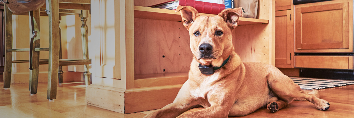 DogWatch Hidden Fence of Utah, Heber, Utah | Indoor Pet Boundaries Slider Image