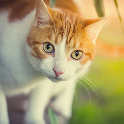 DogWatch Hidden Fence of Utah, Heber, Utah | Cat Fences Contact Us Image